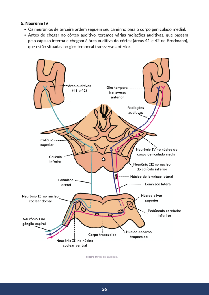 pag2 neuro